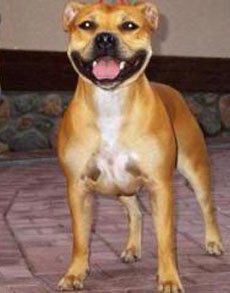 стаффордширский бультерьер